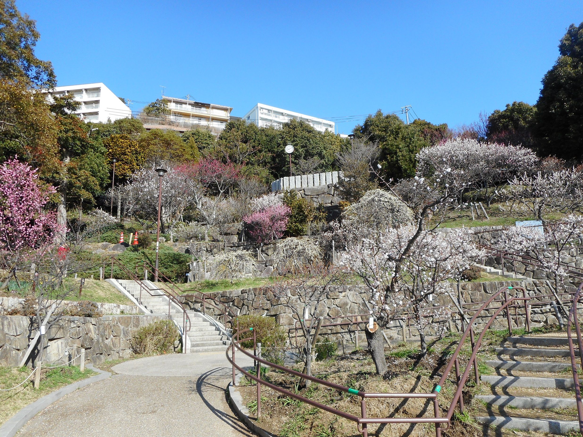 神戸 岡本梅林公園 ｔｅａ ｇａｒｄｅｎ ちょっとひとりごと 楽天ブログ