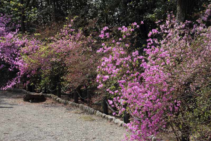 宮山躑躅園_2.jpg