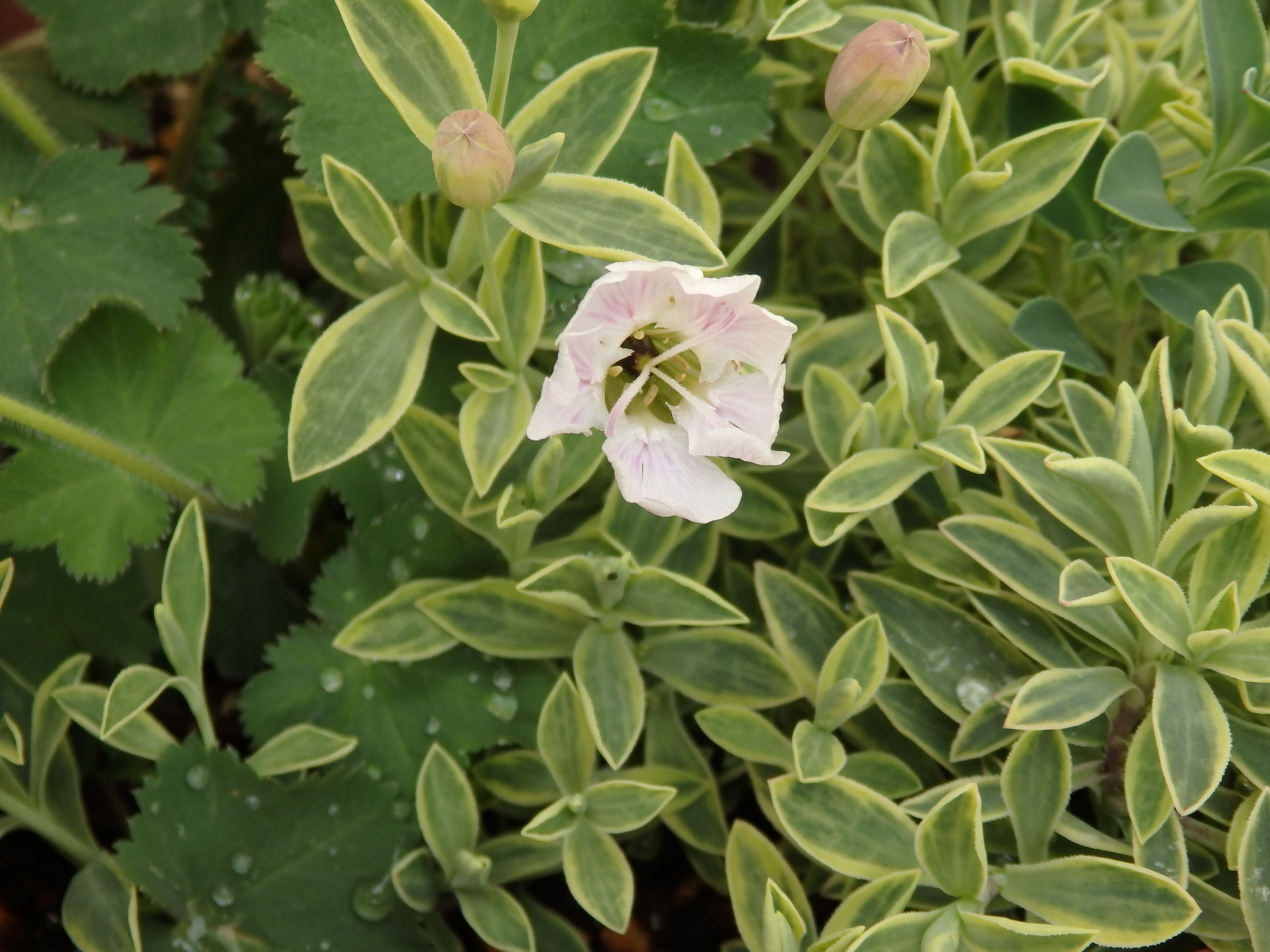 我が家のシレネ６品種 Kimi Teaの花日記 楽天ブログ