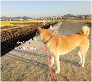 こげこげ3.jpg