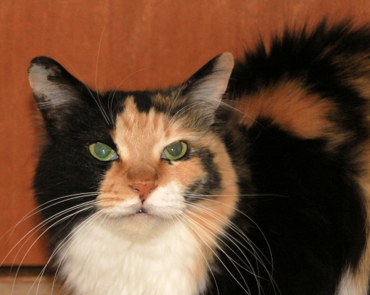 20160223ﾓﾓ05.jpg