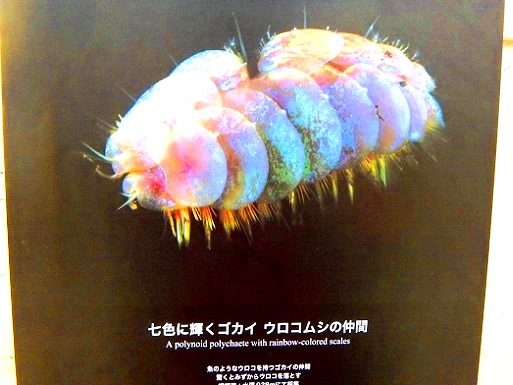 美しい深海の生物.jpg