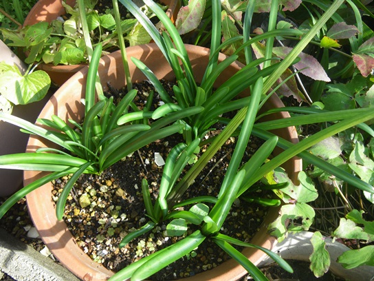 歯癌花の新葉