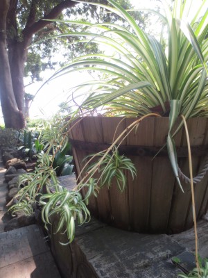 伊豆四季の花公園