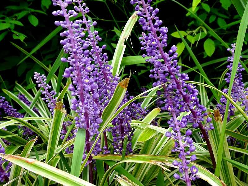 9月8日 今日の一花 ヤブラン 藪蘭 Gazengamaのブログ 散歩中に出合った花と趣味の陶芸作品 楽天ブログ