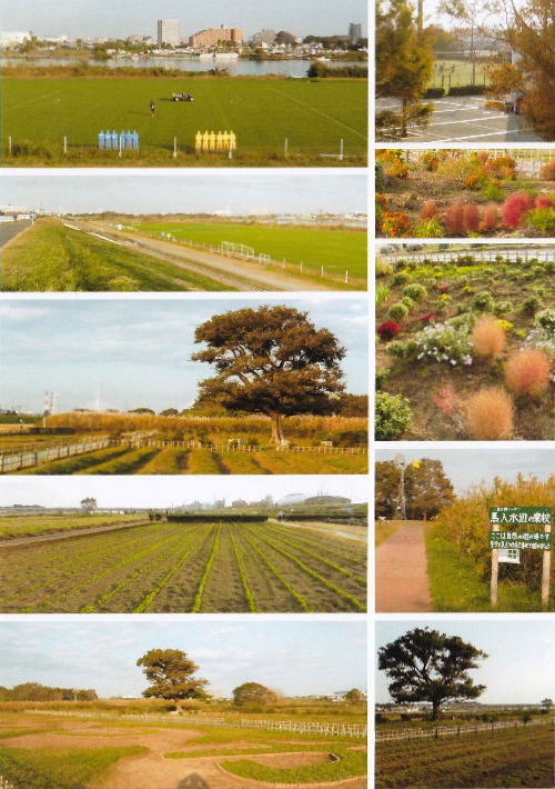 2012馬入公園・うたゆの宿B