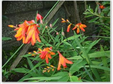 ヒオウギスイセン