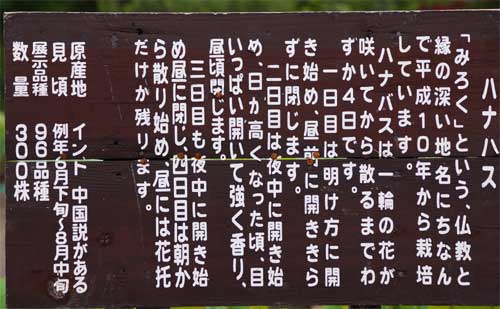 hanabasu.jpg