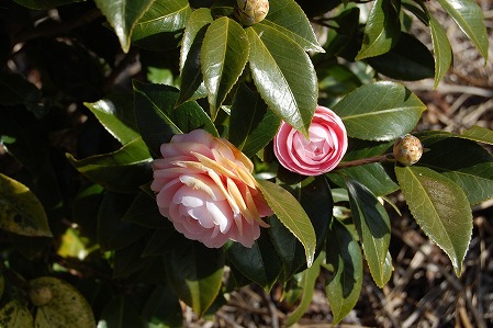 DSC_1162.jpg