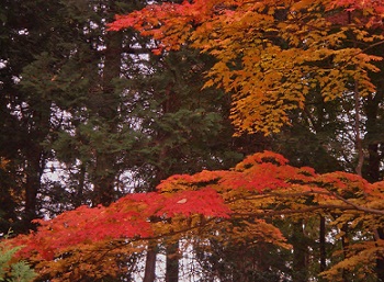 紅葉５.jpg