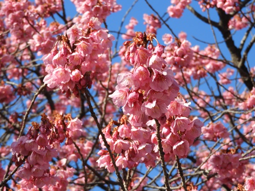 荏原神社の寒緋桜