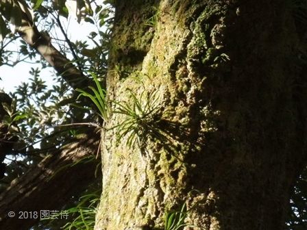 フウラン 自生地 | 園芸侍の「なんでも植物栽培記」 - 楽天ブログ