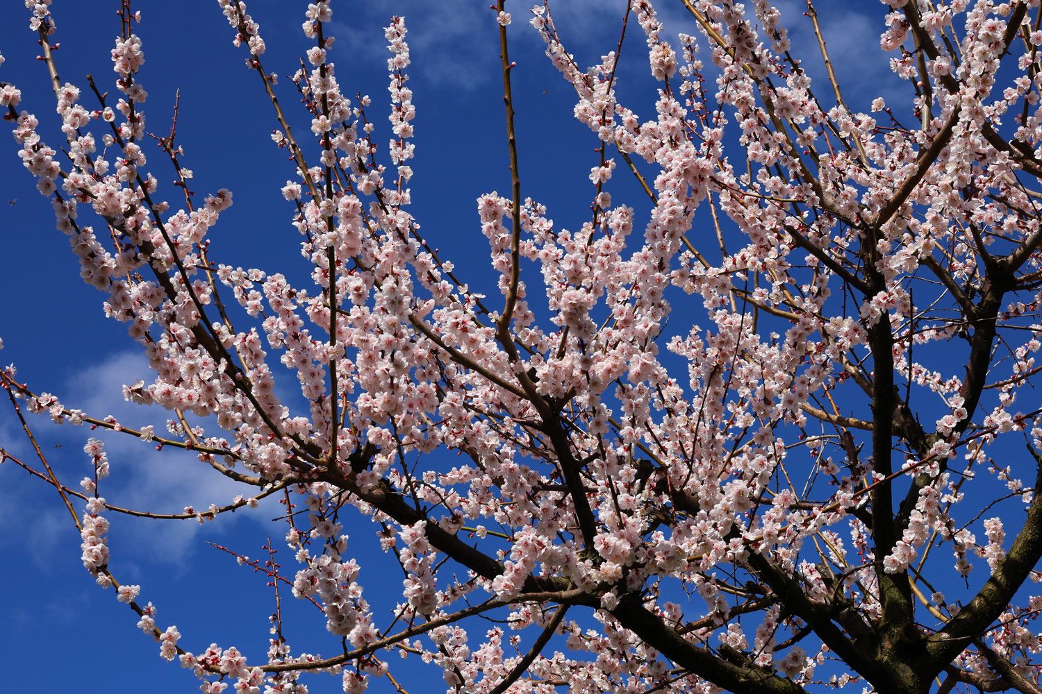 満開の梅の花 壁紙自然派 楽天ブログ