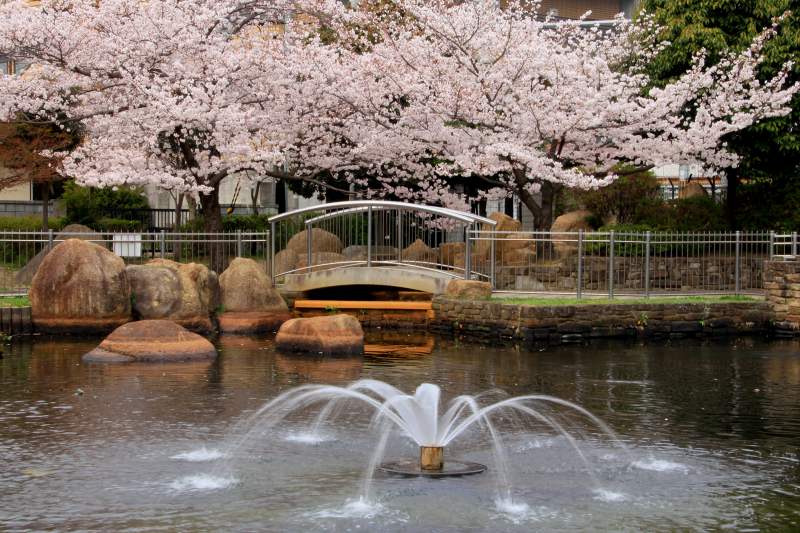 近隣公園の桜_3.jpg