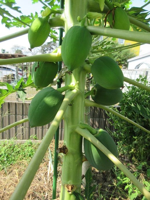 2ページ目の記事一覧 パパイヤ栽培 家庭菜園 釣行 楽天ブログ