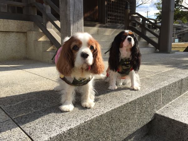 rblog-20160101151417-00.jpg