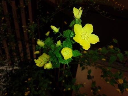 IMG_20150401_165205-p.jpg