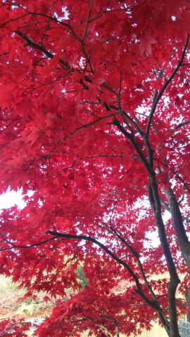 rblog-20141125070722-00.jpg