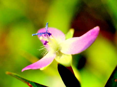 イボクサの花-1