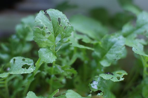 DSC06270daikon0529.jpg
