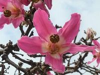 誕生花のないトックリキワタ 徳利木綿 の花言葉 偉大 鮮やかなピンクの花と 優秀 な実 弥生おばさんのガーデニングノート 花と緑の365日 楽天ブログ
