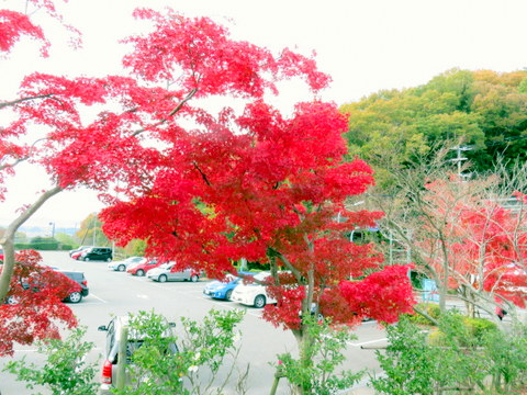 バス停近くの紅葉