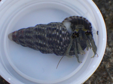 沖縄磯採集2015年11月下旬37　ツメナガヨコバサミ（Clibanarius longitarsus）