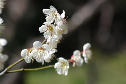 梅の花