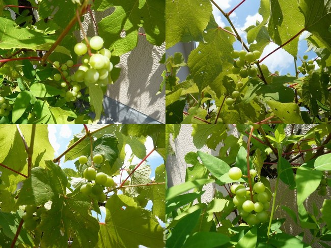 4植物葡萄4枚650上.jpg