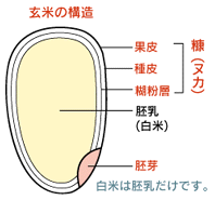 玄米より便利でヘルシー 玄米粉と米ぬかの効能まとめ Part3 メモメモ F ｪ O メモ帳代わりのブログ 楽天ブログ