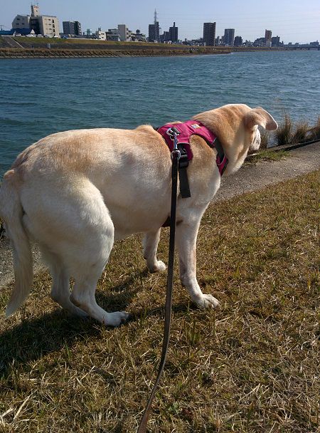 久しぶりに うちの犬たち 犬の里親募集中 犬たちのレストラン 楽天ブログ