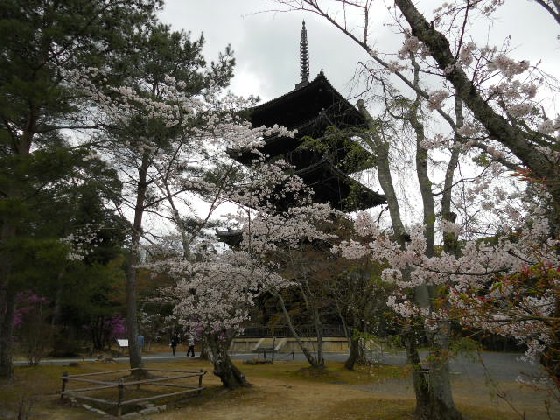2016-4　仁和寺・五重塔と桜.jpg