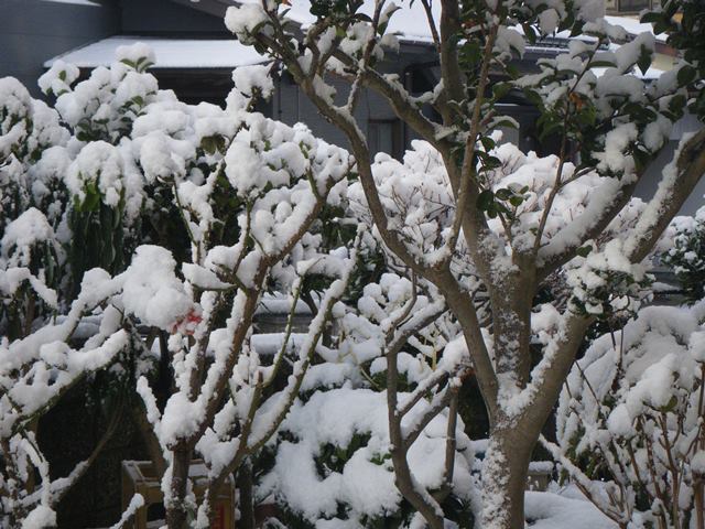 薔薇の花の雪