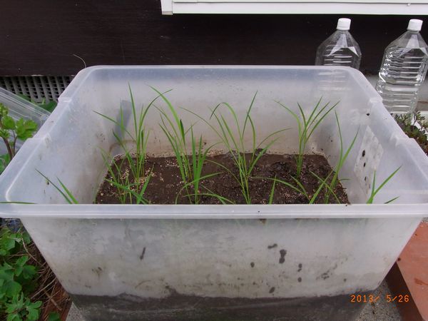 田植えの終わった我が田んぼ.jpg
