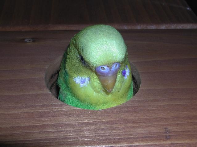 DSCN1268.jpg