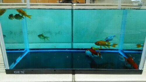 大量の金魚入荷しました めちゃのてきと なブログ 楽天ブログ