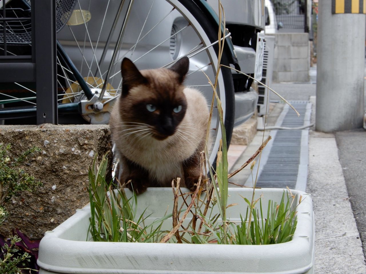 シャム猫3匹揃い踏み の巻 人さまのネコ 楽天ブログ