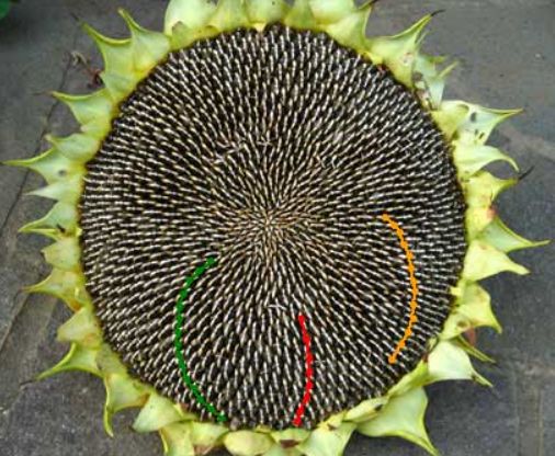 フィボナッチ数列3-b