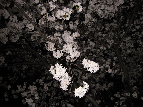 夜桜3