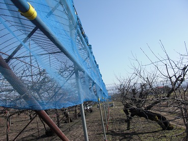 CIMG2512風避け.jpg
