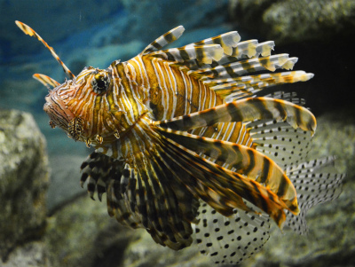 須磨水族館14