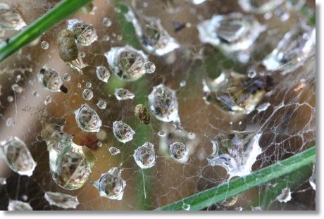 自宅の庭-1 水滴-1 14.5.27