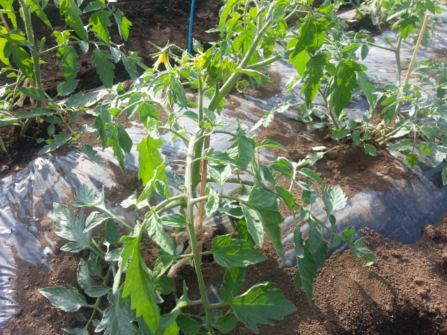 20130512トマト畑.jpg