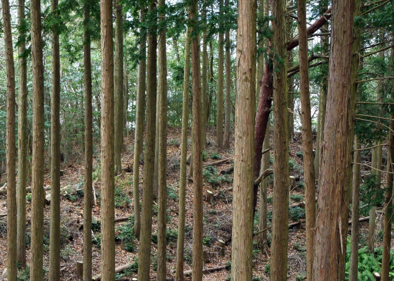 里山防災林2.JPG