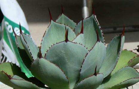 アガベ・サルミアナ・フェロックス”クレイジーホース”(Agave salmiana