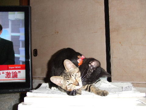 猫8.JPG