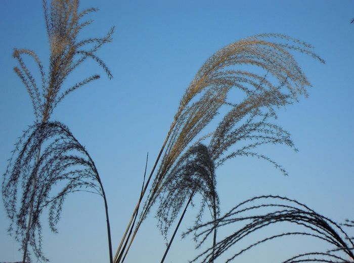 枯れすすき 写真俳句ryo 俳句 山野草 楽天ブログ