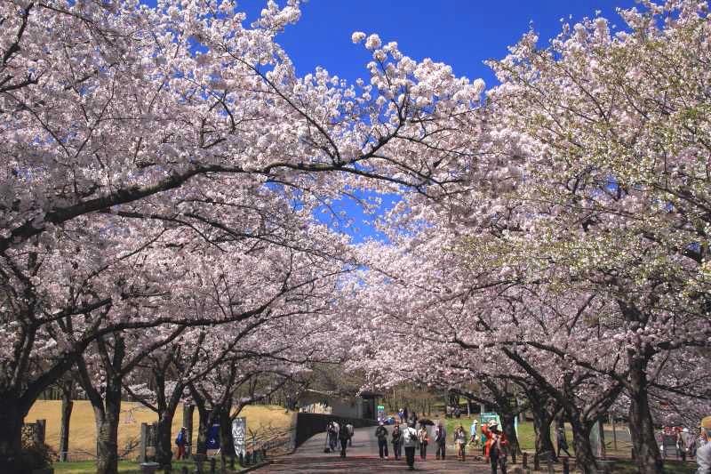 万博記念公園_003東大路・西.jpg