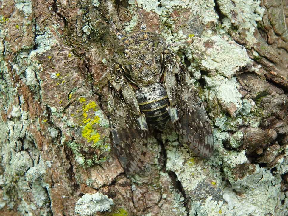 大接写 ニイニイゼミ ジャコウアゲハ幼虫 閲覧注意 オナガサナエ 楽天版じぶん更新日記 楽天ブログ