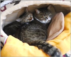 無理やり